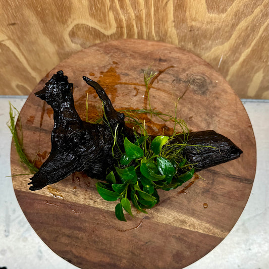 Anubias Petite Nana Clump on Medium Driftwood Creation - One Only