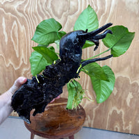 Anubias 'Barteri' on Extra-Large Driftwood Creation - ONE ONLY