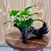 Anubias 'Nana' on Medium Driftwood Creation