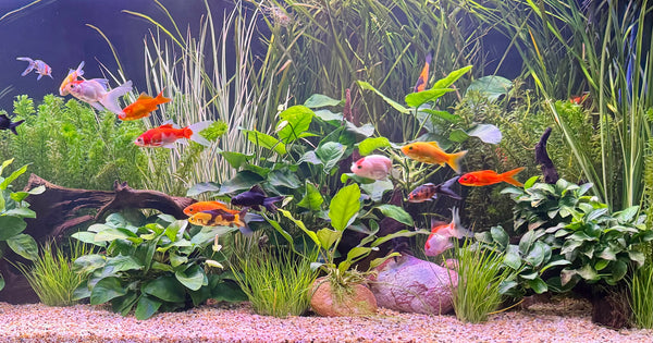 Scapeshop.com.au - Online Aquarium Plants & Aquascaping Shop Australia