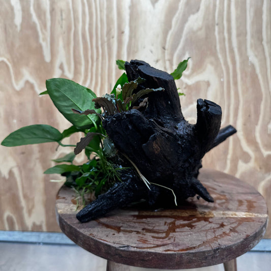 Double Bucephalandra & Nana Anubias Driftwood - ONE ONLY - Spectacular