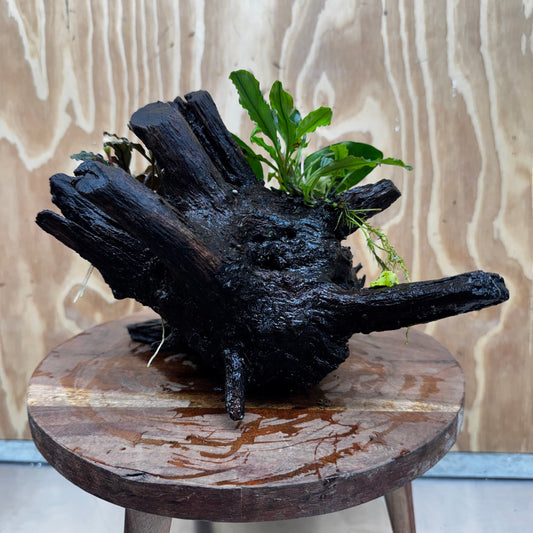 Double Bucephalandra & Nana Anubias Driftwood - ONE ONLY - Spectacular
