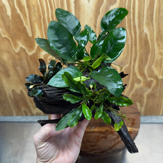 Double Bucephalandra & Nana Anubias Driftwood - ONE ONLY - Spectacular