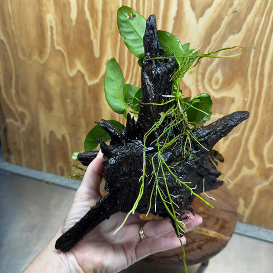 Double Bucephalandra & Nana Anubias Driftwood - ONE ONLY - Spectacular