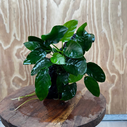 Anubias ‘Nana' on Medium Driftwood Creation - One Only - Fancy