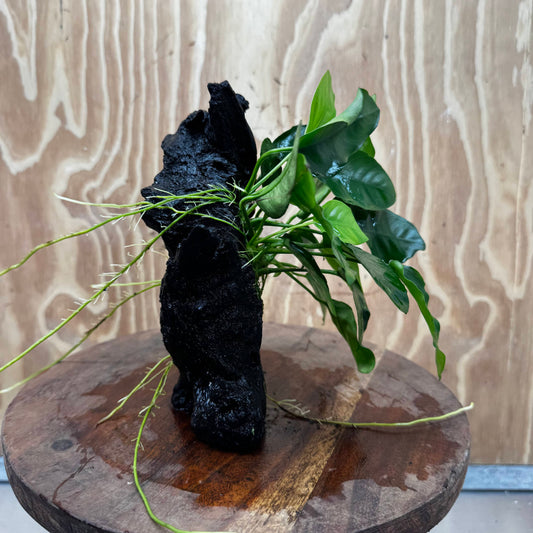Anubias ‘Nana' on Medium Driftwood Creation - One Only - Fancy