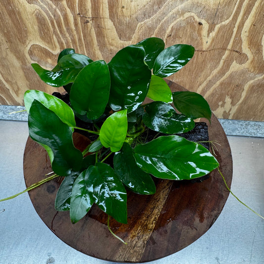 Anubias ‘Nana' on Medium Driftwood Creation - One Only - Fancy