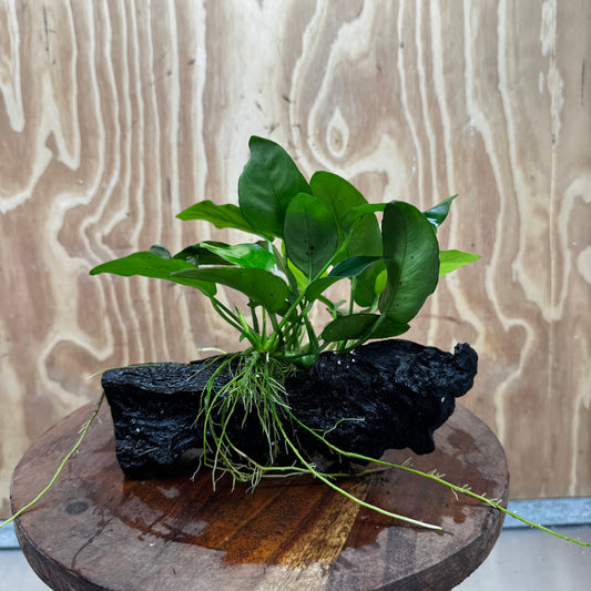 Anubias ‘Nana' on Medium Driftwood Creation - One Only - Fancy