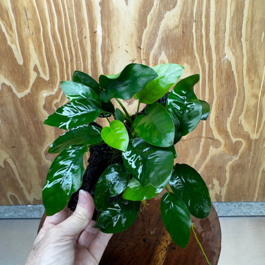 Anubias ‘Nana' on Medium Driftwood Creation - One Only - Fancy