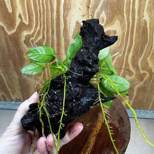 Anubias ‘Nana' on Medium Driftwood Creation - One Only - Fancy