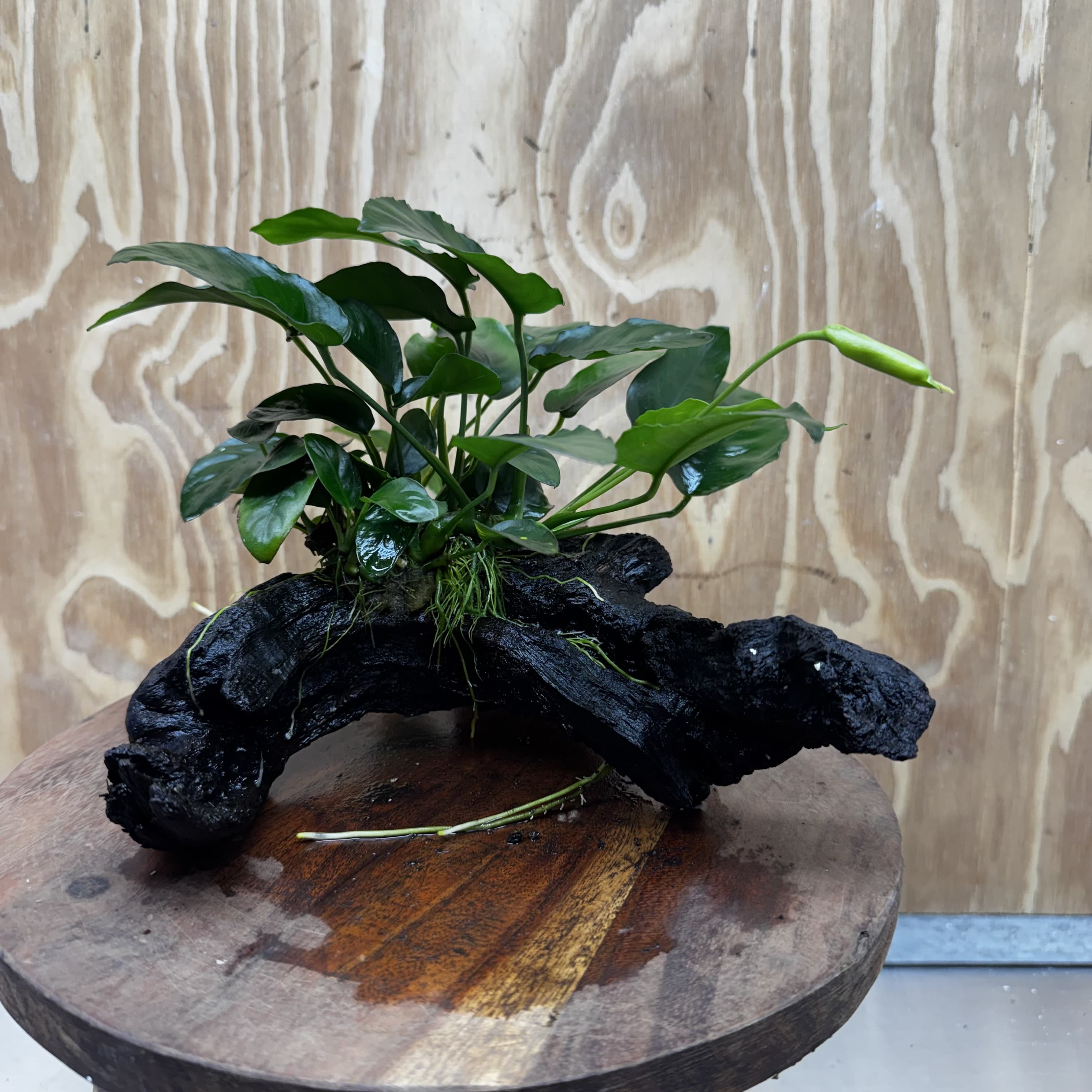 Anubias ‘Nana' on Medium Driftwood Creation - One Only - Beautiful