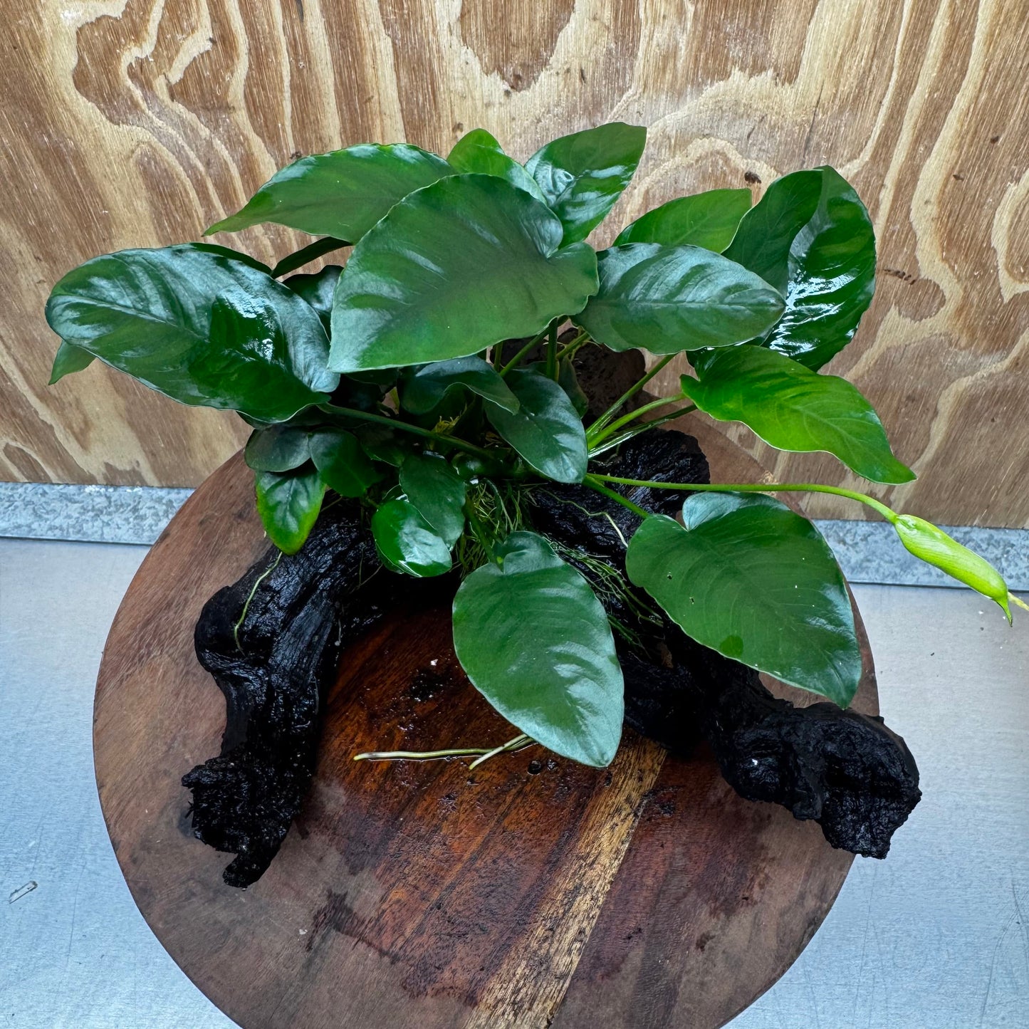 Anubias ‘Nana' on Medium Driftwood Creation - One Only - Beautiful