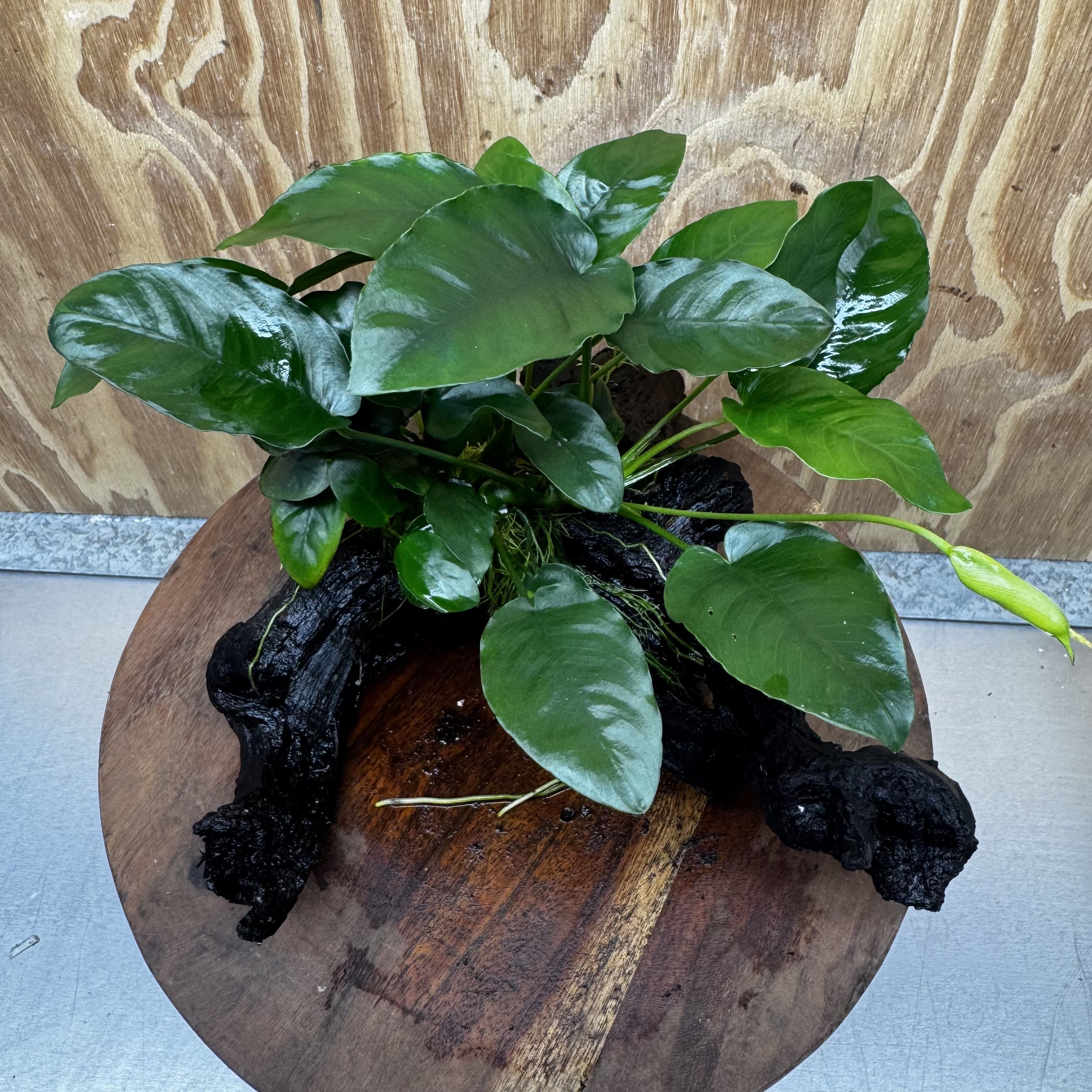 Anubias ‘Nana' on Medium Driftwood Creation - One Only - Beautiful