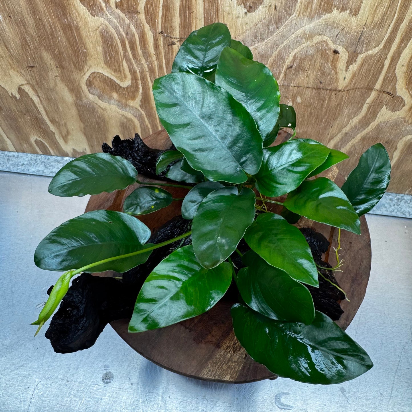 Anubias ‘Nana' on Medium Driftwood Creation - One Only - Beautiful