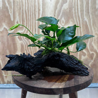 Anubias ‘Nana' on Medium Driftwood Creation - One Only - Beautiful
