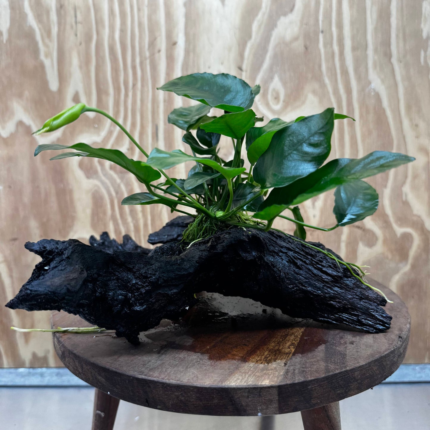 Anubias ‘Nana' on Medium Driftwood Creation - One Only - Beautiful