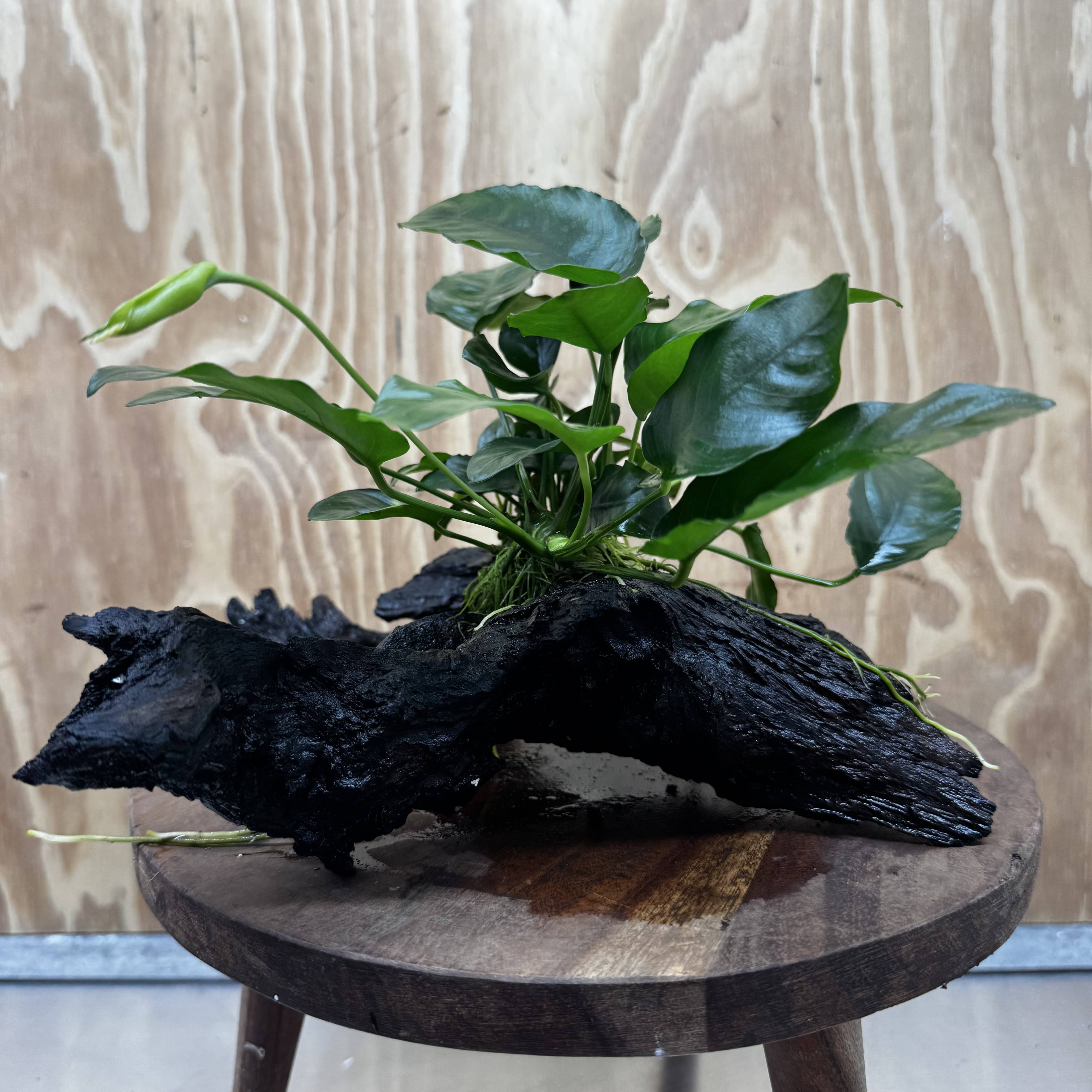 Anubias ‘Nana' on Medium Driftwood Creation - One Only - Beautiful