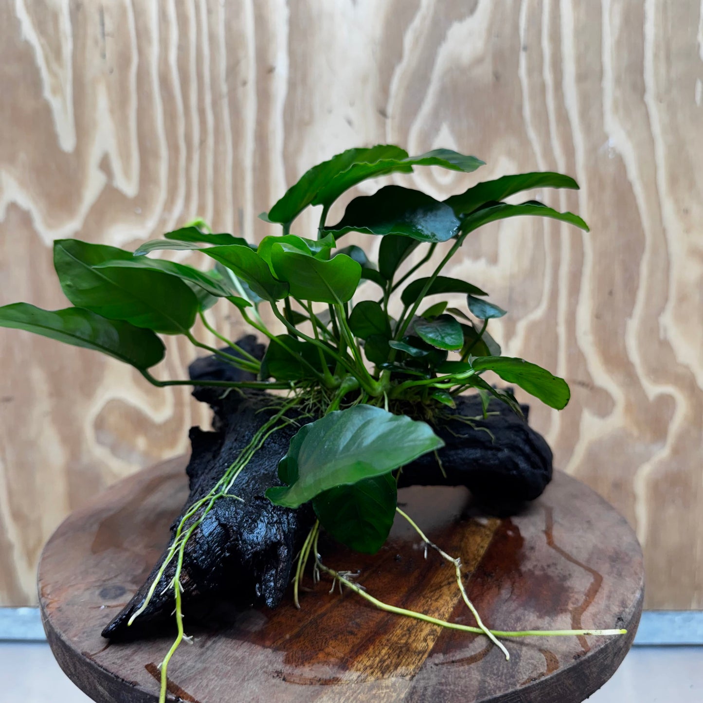Anubias ‘Nana' on Medium Driftwood Creation - One Only - Beautiful