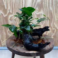 Anubias ‘Nana' on Medium Driftwood Creation - One Only - Beautiful