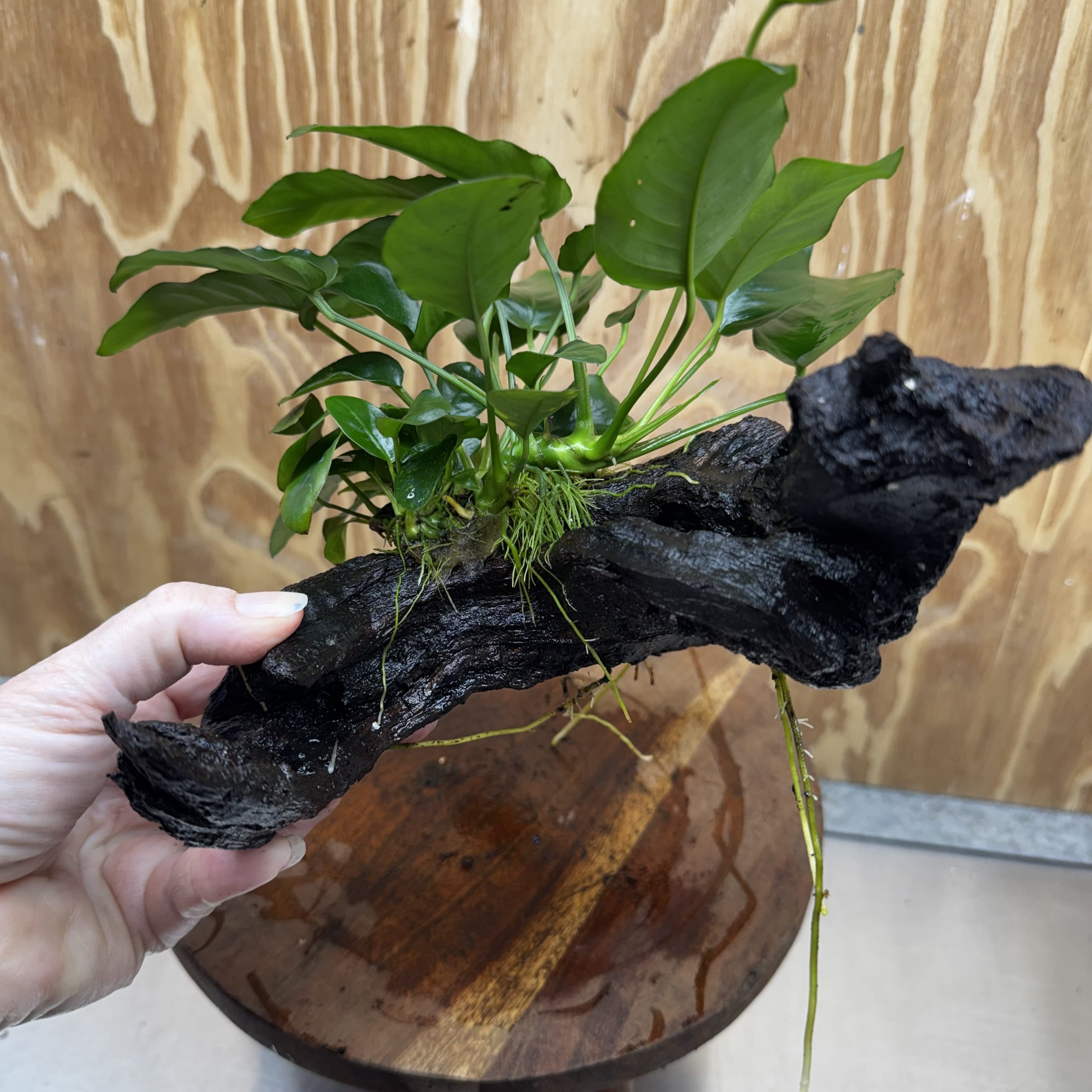 Anubias ‘Nana' on Medium Driftwood Creation - One Only - Beautiful