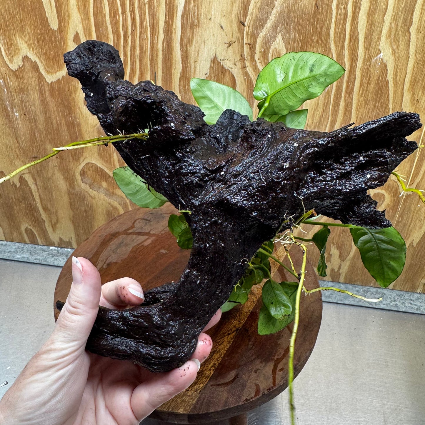 Anubias ‘Nana' on Medium Driftwood Creation - One Only - Beautiful