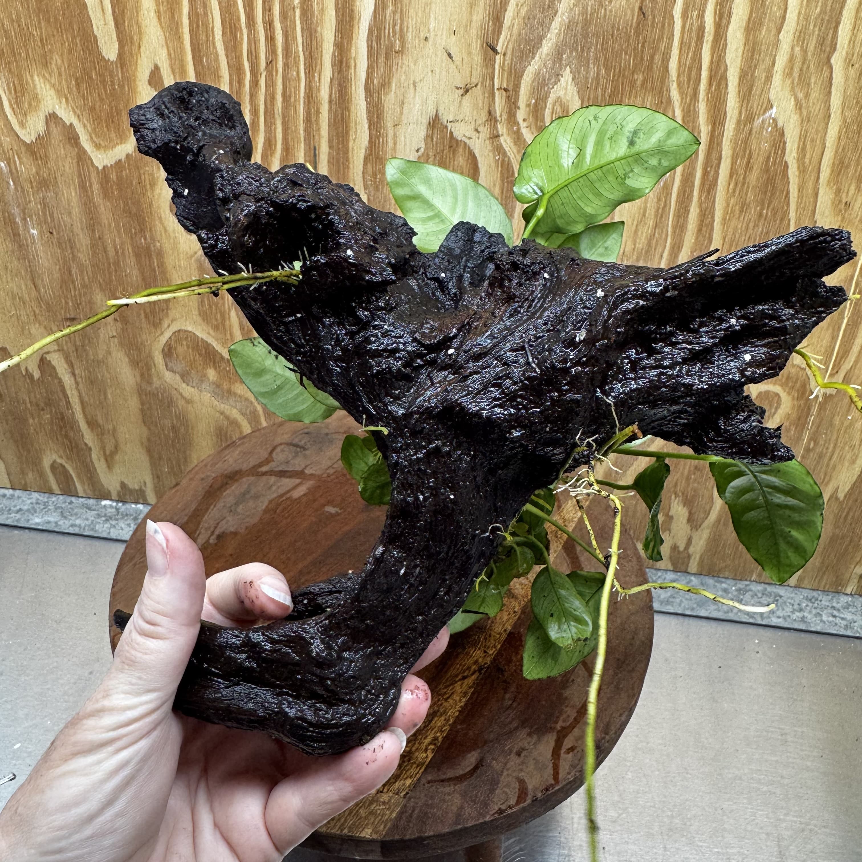 Anubias ‘Nana' on Medium Driftwood Creation - One Only - Beautiful