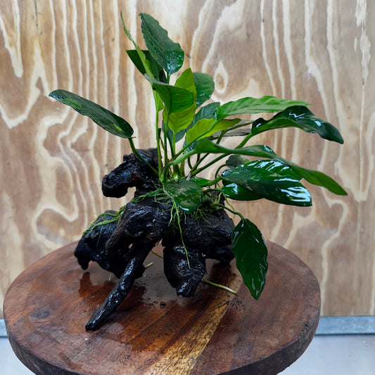 Anubias Paco on Medium Driftwood Creation - One Only - Bold