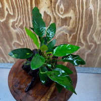 Anubias Paco on Medium Driftwood Creation - One Only - Bold