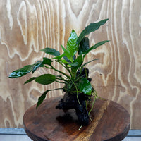 Anubias Paco on Medium Driftwood Creation - One Only - Bold