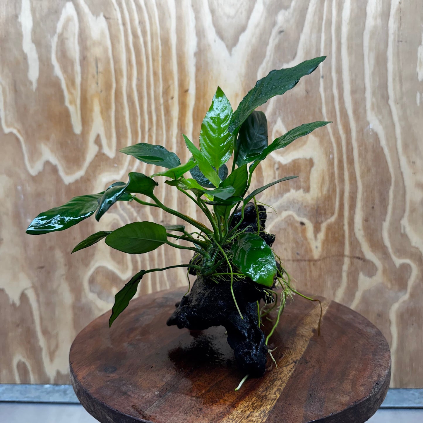 Anubias Paco on Medium Driftwood Creation - One Only - Bold