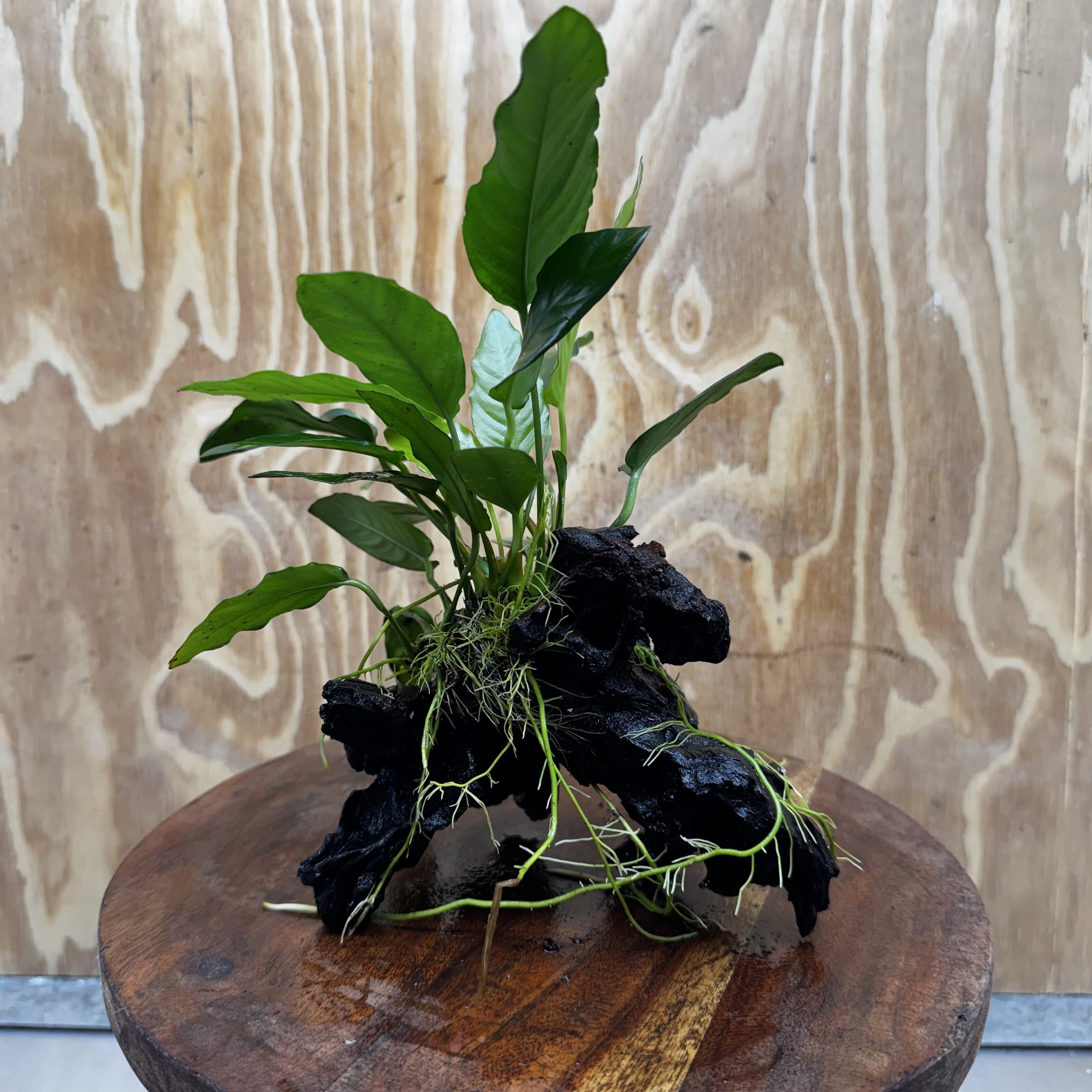 Anubias Paco on Medium Driftwood Creation - One Only - Bold