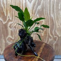 Anubias Paco on Medium Driftwood Creation - One Only - Bold