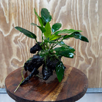 Anubias Paco on Medium Driftwood Creation - One Only - Bold