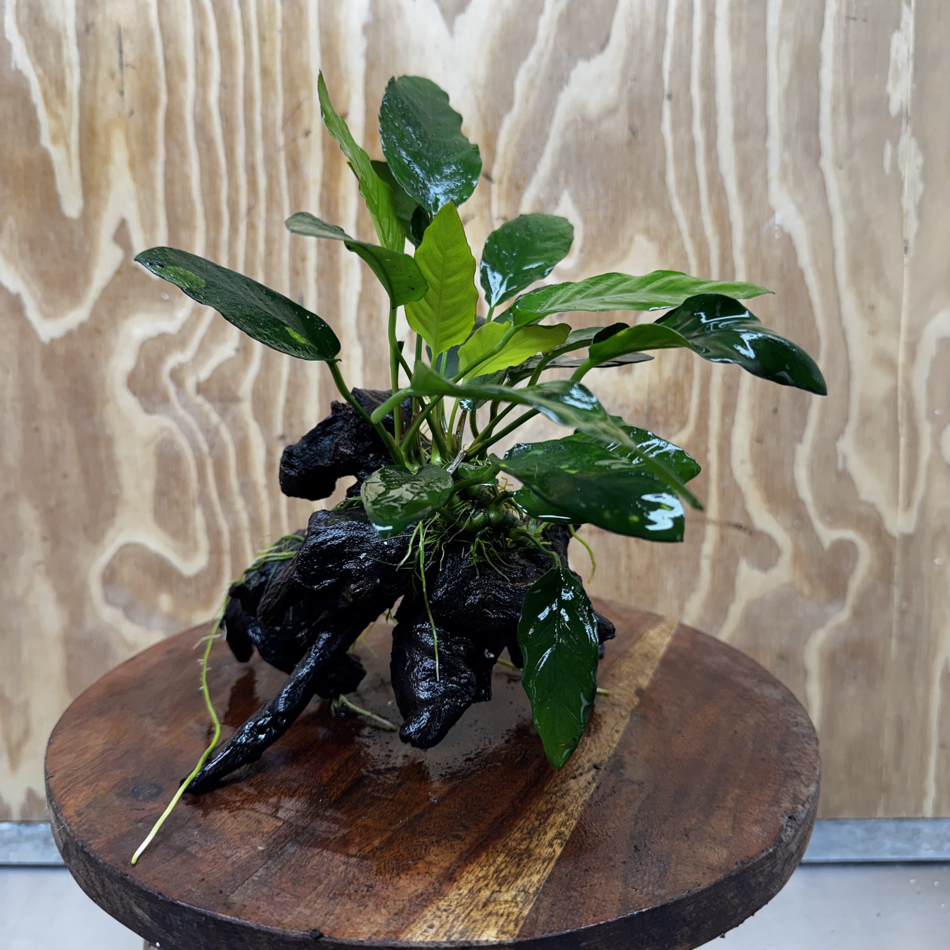 Anubias Paco on Medium Driftwood Creation - One Only - Bold