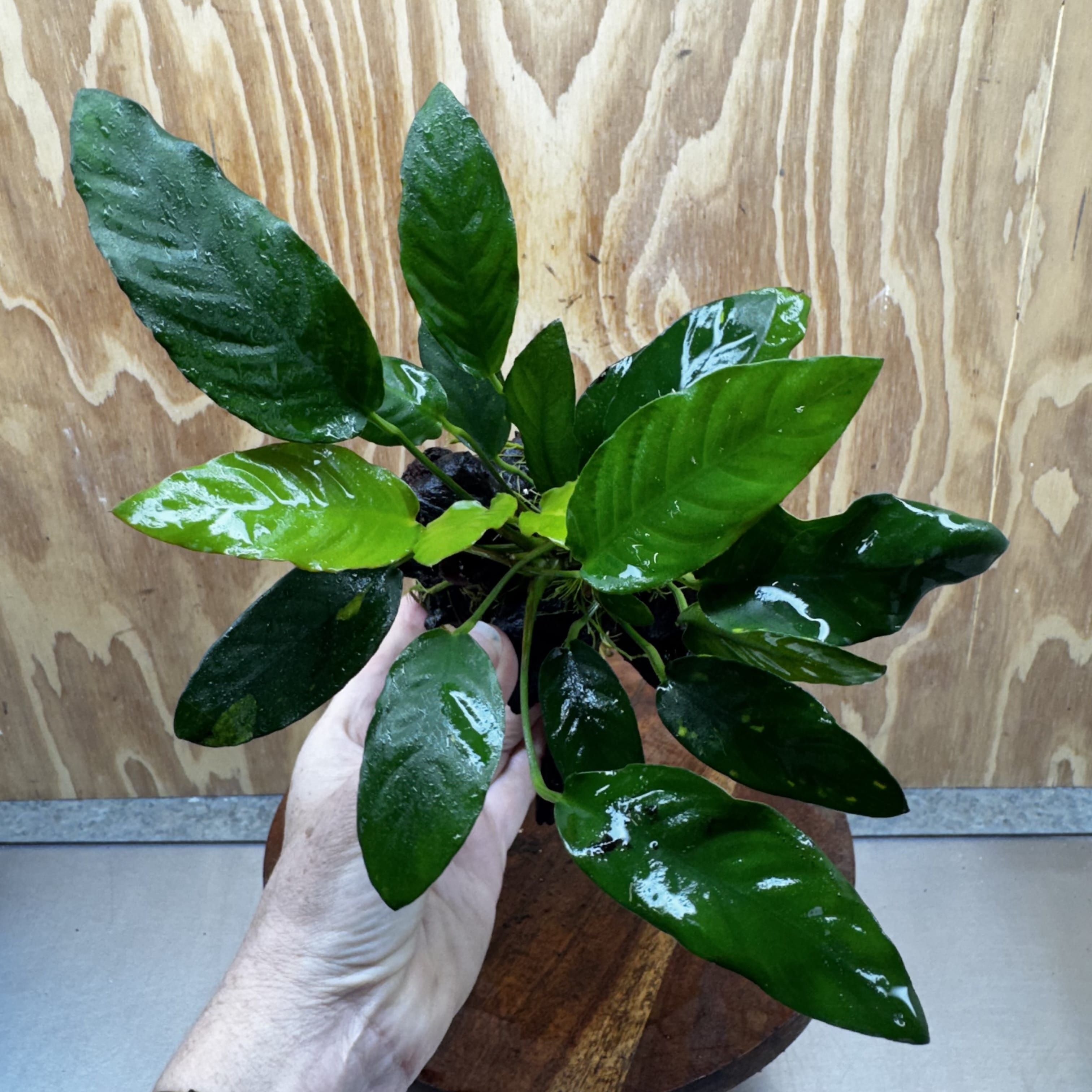 Anubias Paco on Medium Driftwood Creation - One Only - Bold