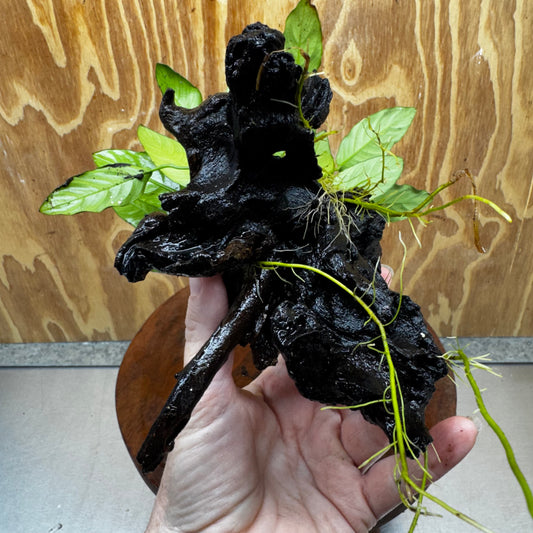 Anubias Paco on Medium Driftwood Creation - One Only - Bold