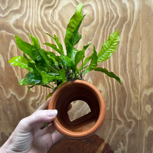 Large Terracotta Urn with Indo Micro (Java Fern) - One Only
