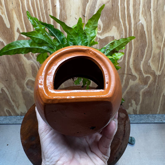 Large Terracotta Urn with Indo Micro (Java Fern) - One Only
