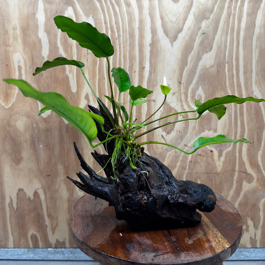 Anubias 'Petite Emerald Heart' on Medium Driftwood Creation - One Only - Beautiful