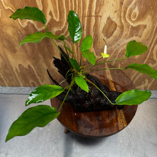 Anubias 'Petite Emerald Heart' on Medium Driftwood Creation - One Only - Beautiful