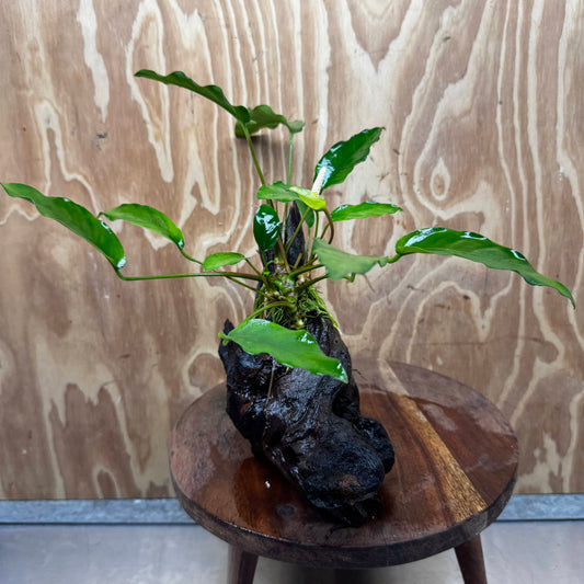 Anubias 'Petite Emerald Heart' on Medium Driftwood Creation - One Only - Beautiful