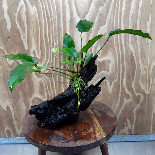 Anubias 'Petite Emerald Heart' on Medium Driftwood Creation - One Only - Beautiful