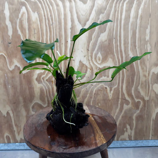 Anubias 'Petite Emerald Heart' on Medium Driftwood Creation - One Only - Beautiful