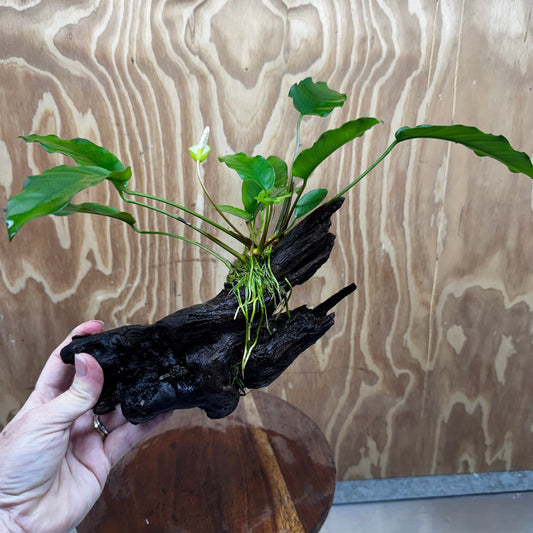 Anubias 'Petite Emerald Heart' on Medium Driftwood Creation - One Only - Beautiful