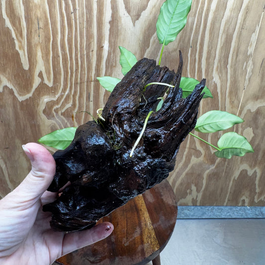 Anubias 'Petite Emerald Heart' on Medium Driftwood Creation - One Only - Beautiful