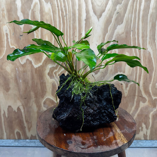 Anubias 'Petite Emerald Heart' on Medium Driftwood Creation - One Only - Fancy