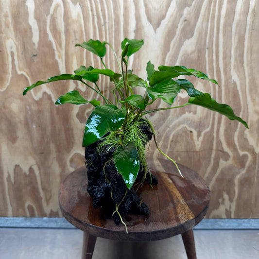 Anubias 'Petite Emerald Heart' on Medium Driftwood Creation - One Only - Fancy