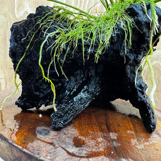 Anubias 'Petite Emerald Heart' on Medium Driftwood Creation - One Only - Fancy