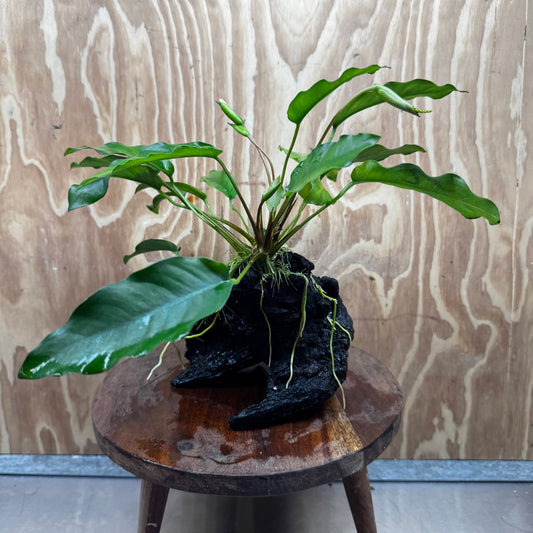 Anubias 'Petite Emerald Heart' on Medium Driftwood Creation - One Only - Fancy