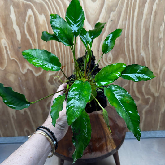Anubias 'Petite Emerald Heart' on Medium Driftwood Creation - One Only - Fancy